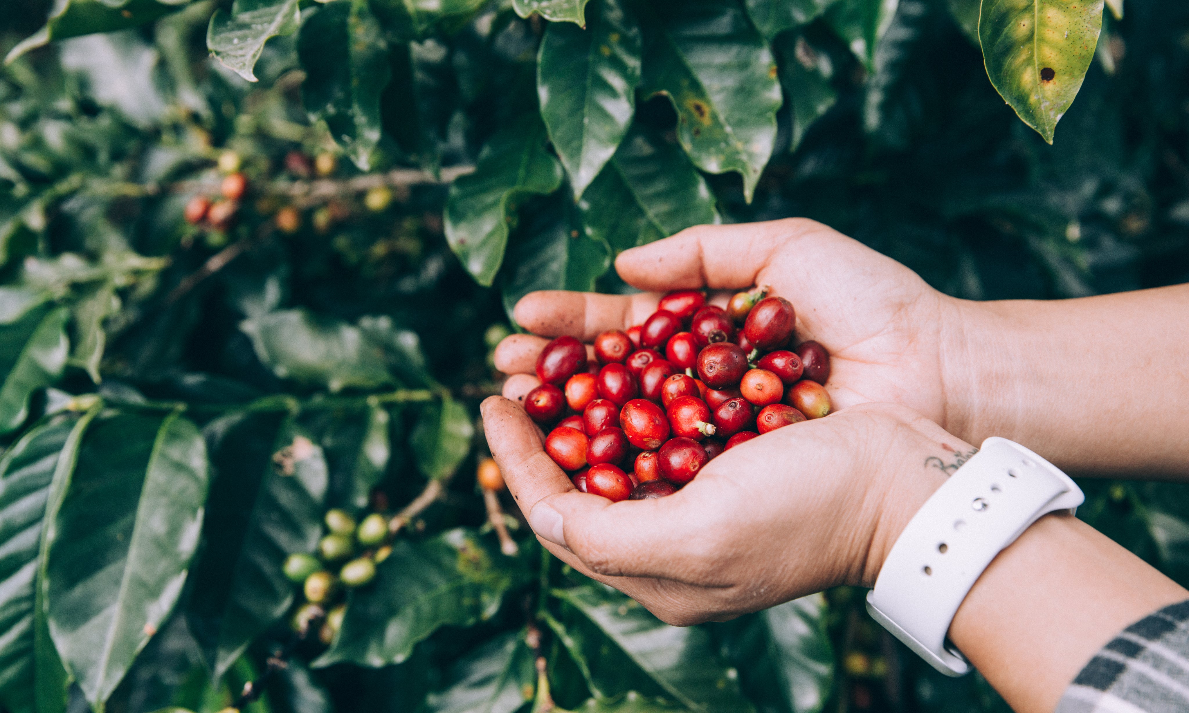 Freshly picked coffee beans